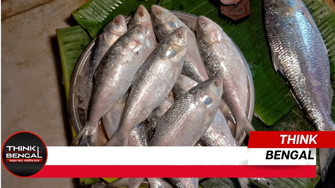 How to recognize authentic hilsa fish