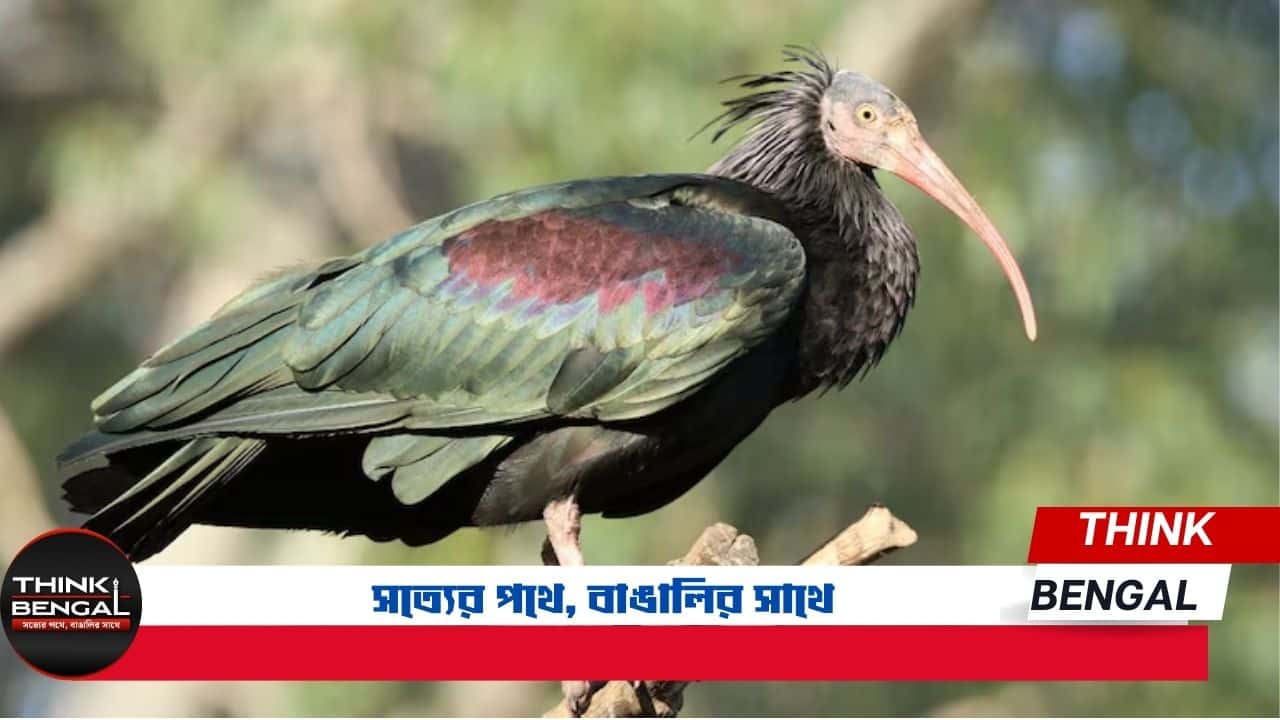 Northern Bald Ibis return to Europe after 300 Years