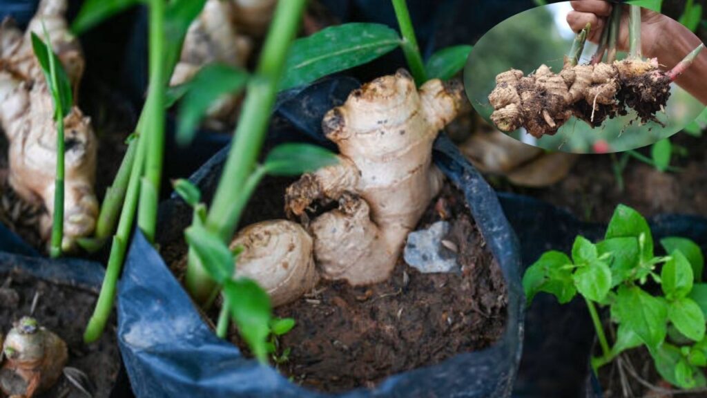 বস্তায় আদা চাষের উপযুক্ত সময়