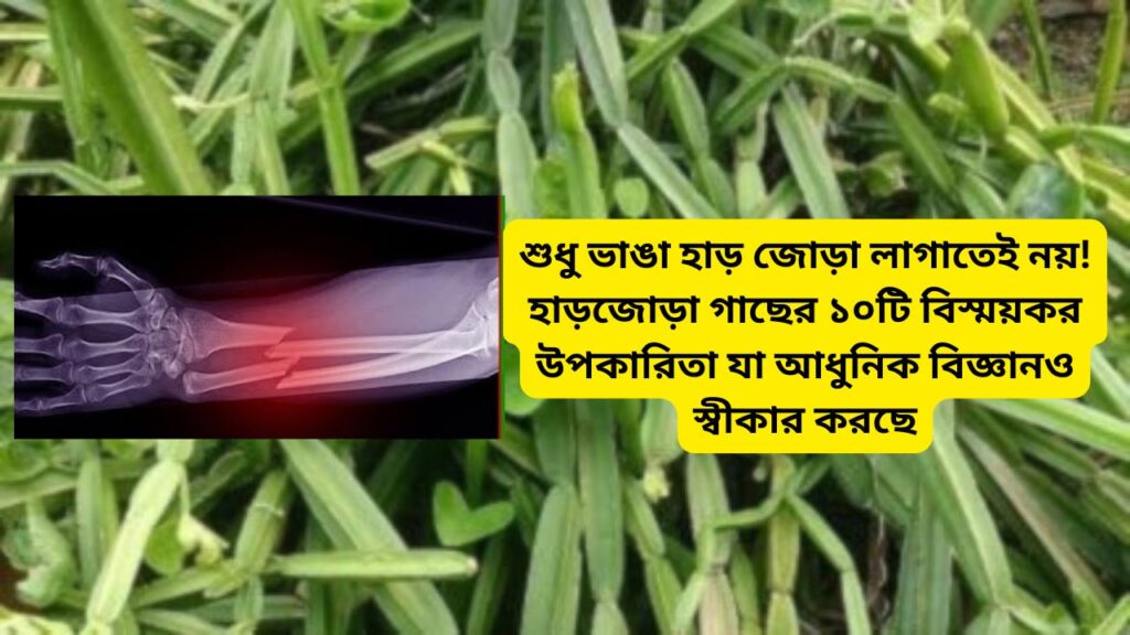 হাড়জোড়া গাছের উপকারিতা