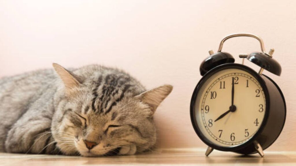 Why Do Cats Sleep So Much