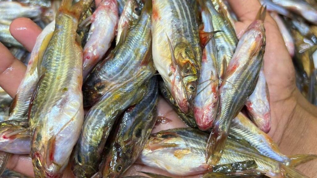 Tangra Fish Benefits