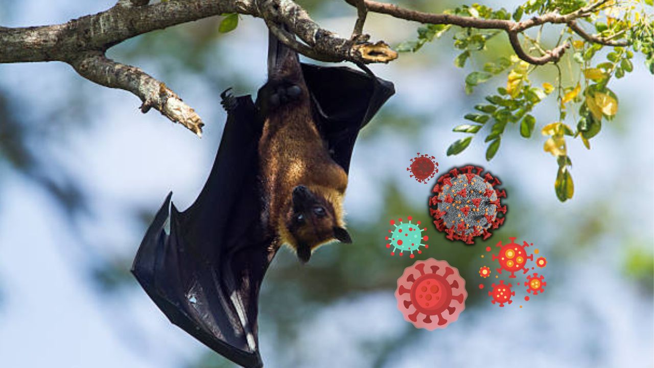 Nipah Virus in West Bengal 2026